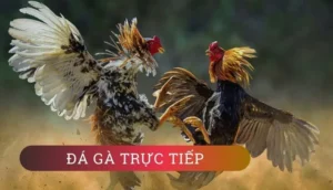 Cách Chơi Đá Gà GA28 Tại 78WIN: Bí Kíp Thắng Lớn