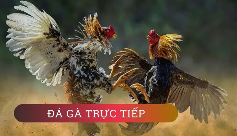 Cách Chơi Đá Gà GA28 Tại 78WIN: Bí Kíp Thắng Lớn